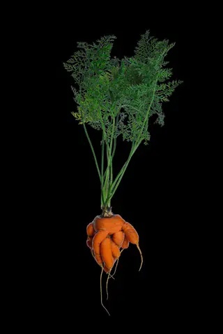 Photograpre culinaire reims copie