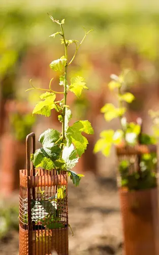 Vigne de champagne copie
